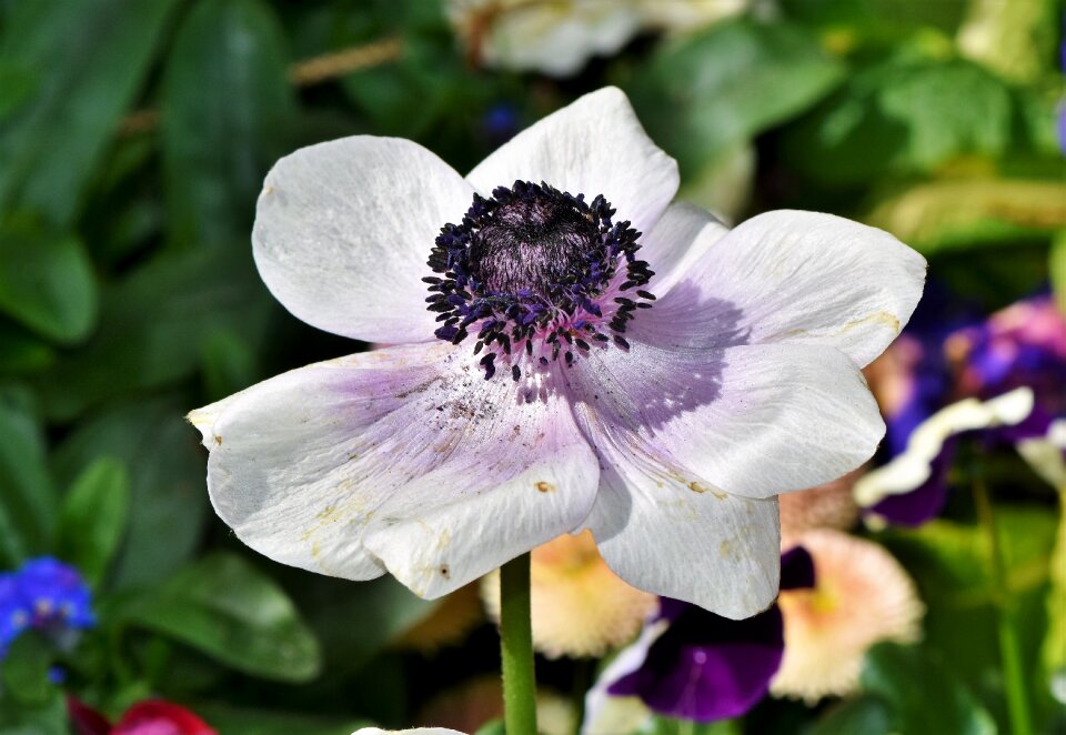 Bloom color white