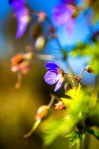Summer autumn bloom