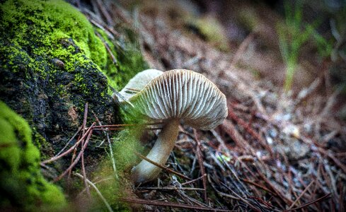 Forest moss grow