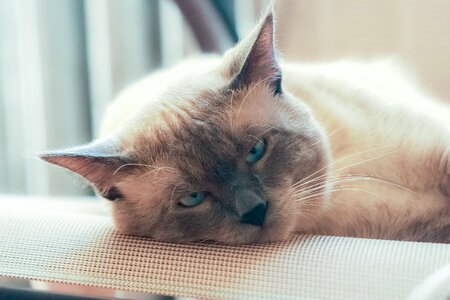 Blue eyes pet siamese photo