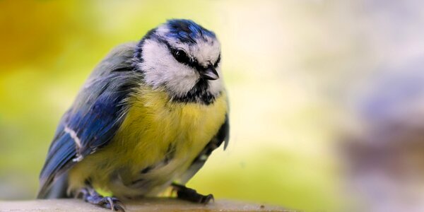 Blue tit feather plumage