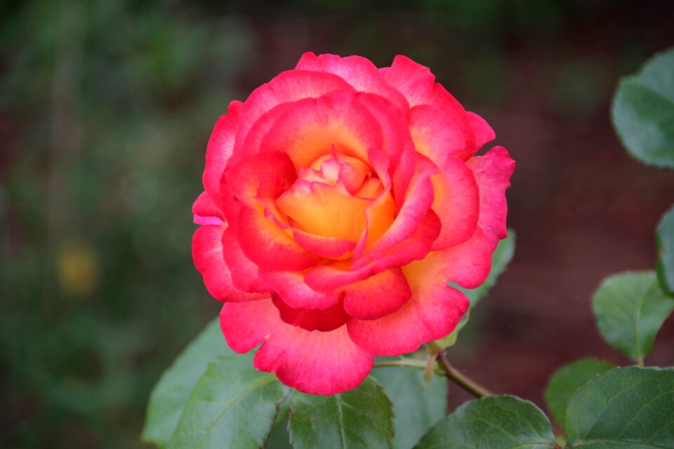 Pink yellow rose flowering rose bush