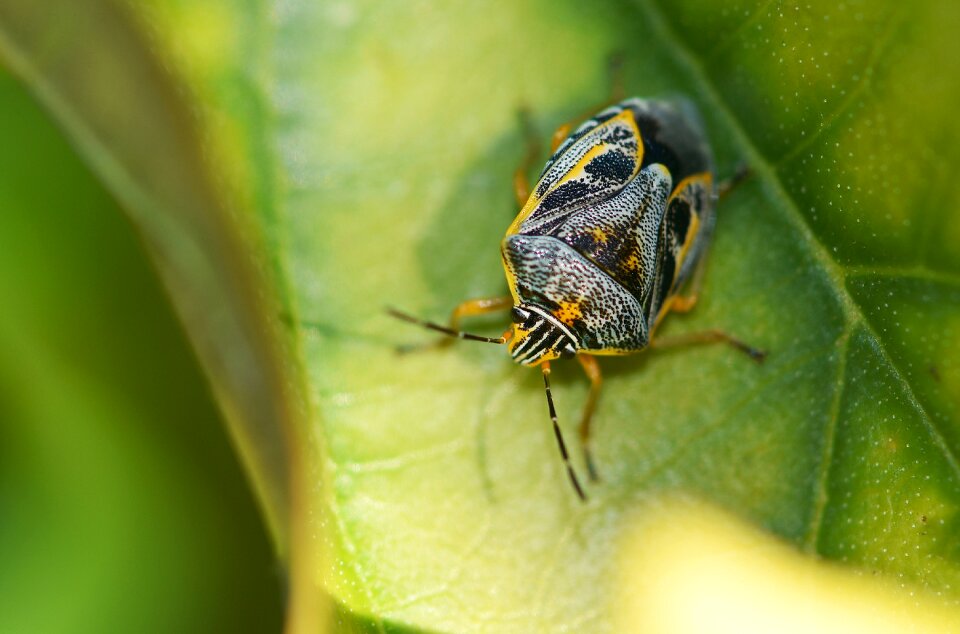 Beetle colorful garden