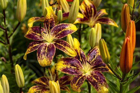 Nature garden bloom