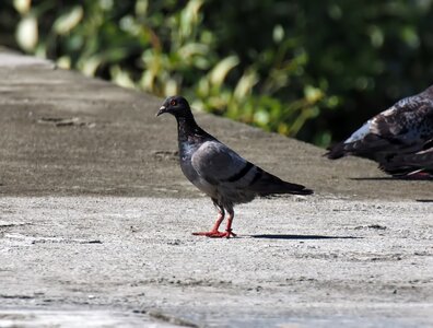 Animal natural rock pigeon photo