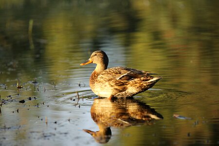 Female pond reflection