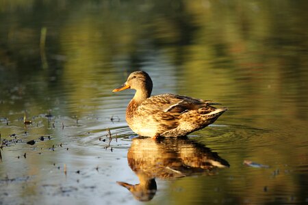 Female pond reflection photo