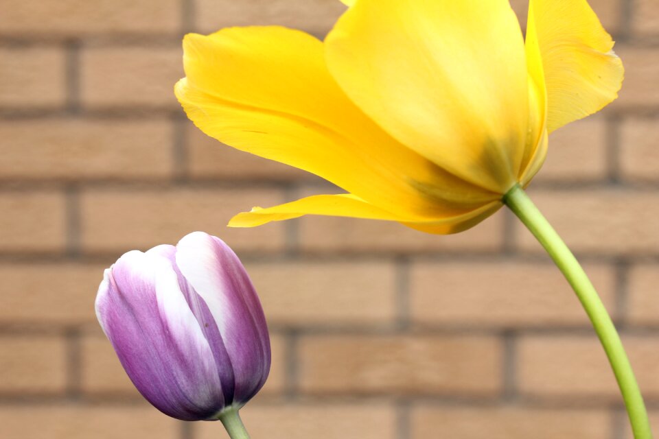 Flower season garden