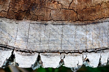Tree trunk bark