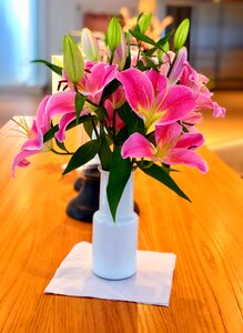 Lilies flowers pink