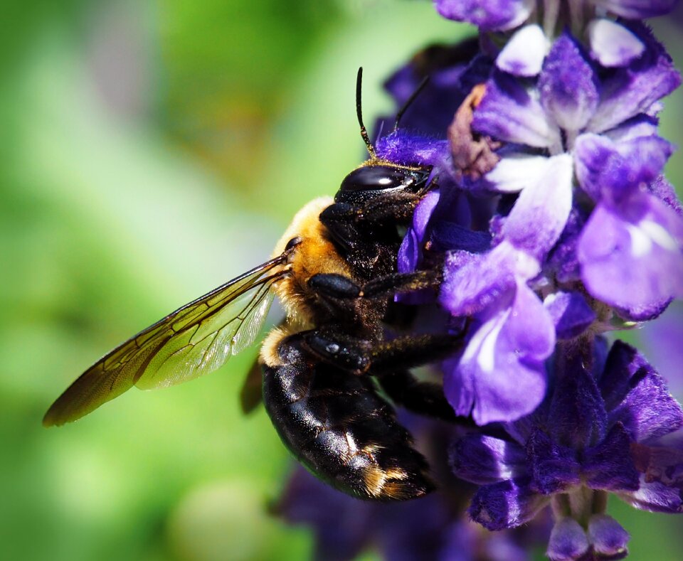 Honey flower pollen photo