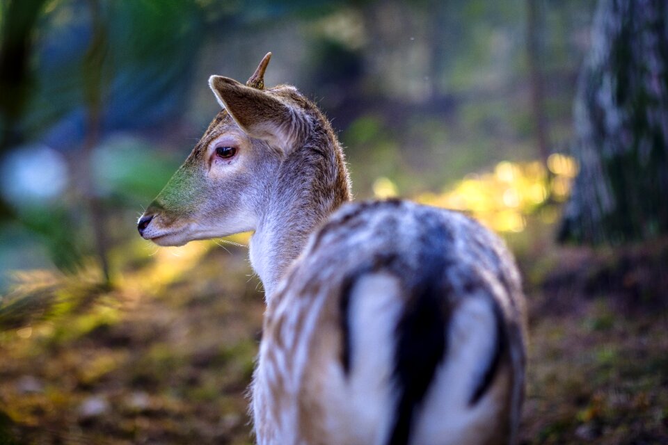 The wild animal forest