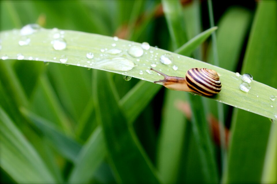 Shell mollusk garden