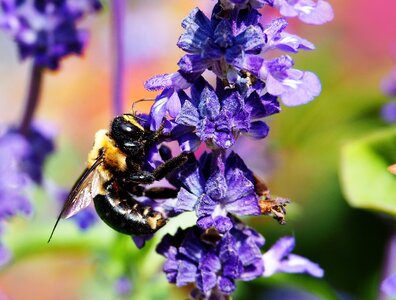 Bee summer flora photo