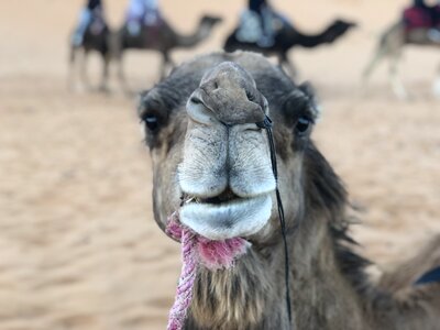 Travel caravan camelids