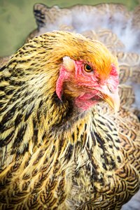 Handsome bird poultry