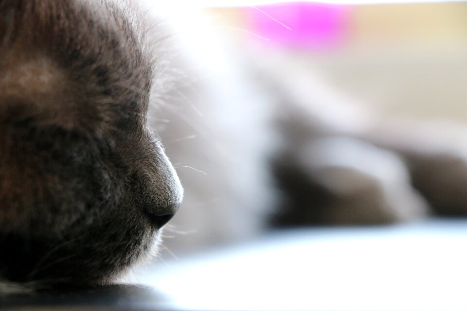 Pet animal cute