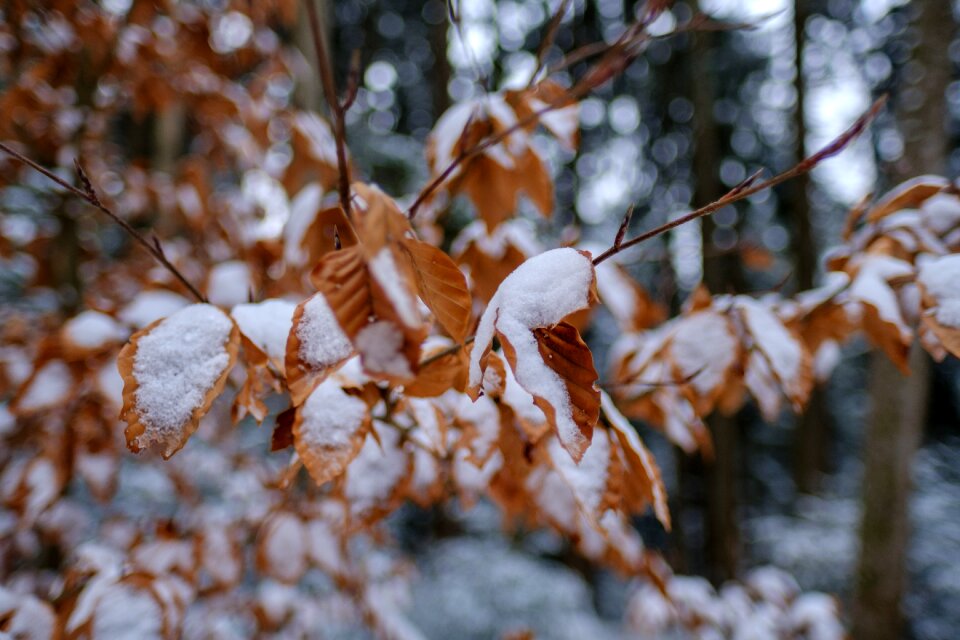 Autumn cold frost