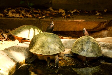 Zoo summer nature