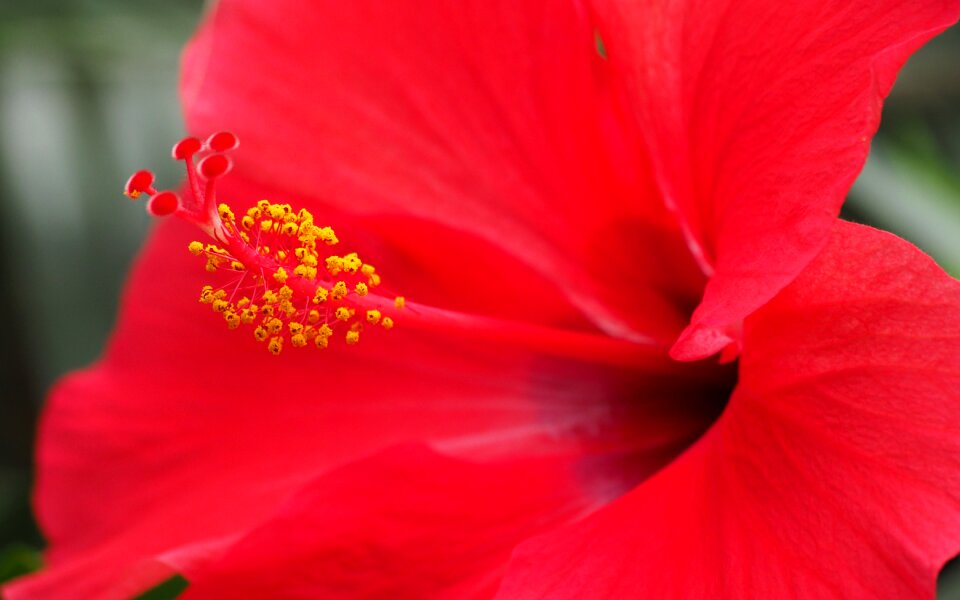Flower hibiscus flowering
