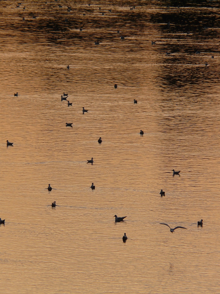 Ducks river abendstimmung