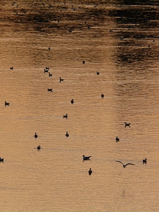 Ducks river abendstimmung