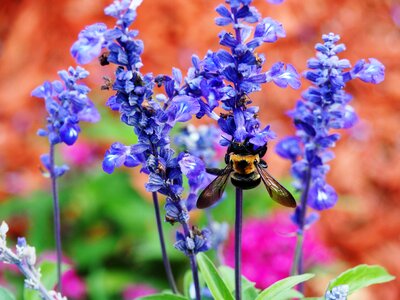 Outdoors summer insect