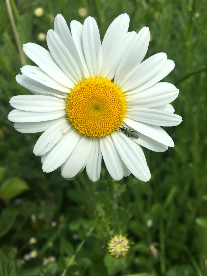 Pollen white petals