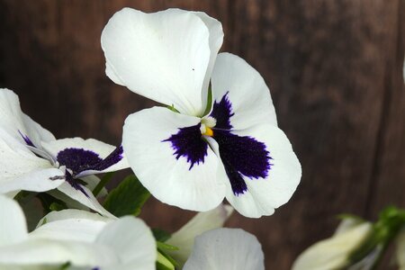 Leaf floral alive photo