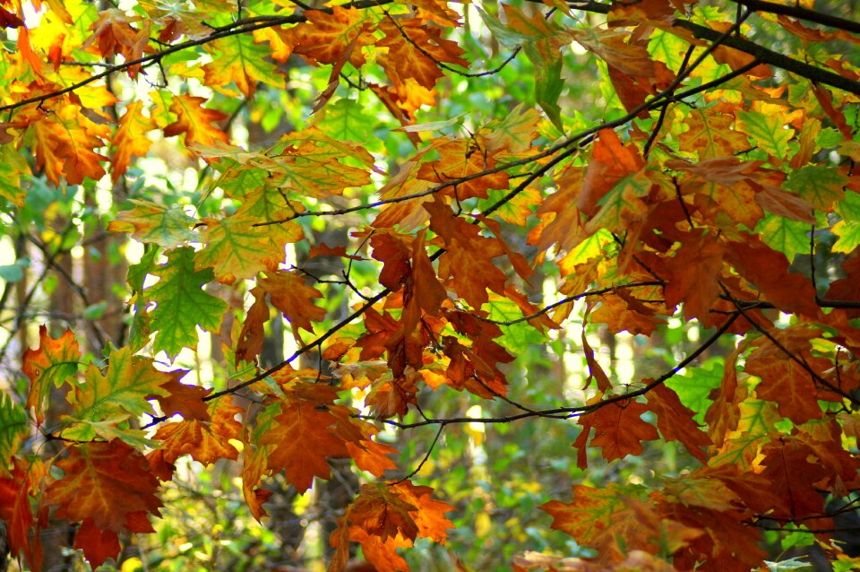 Foliage brown figure