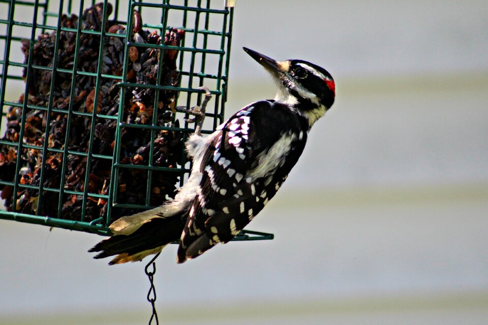 Feeder suet animals