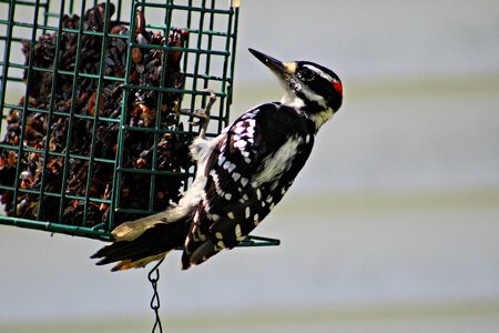 Feeder suet animals photo