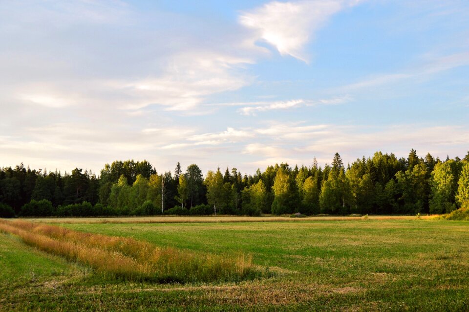 Green nature grass