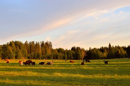 Bed sweden calf