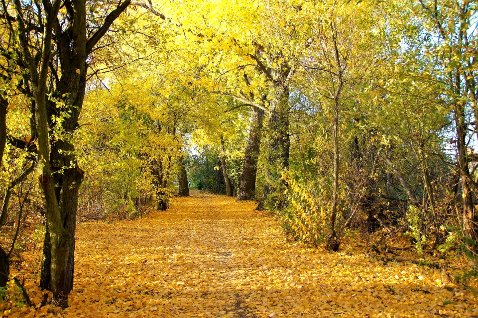 Leaves colored season