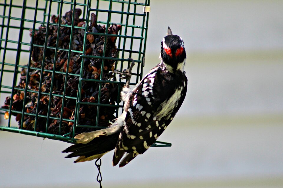 Feeder suet animals
