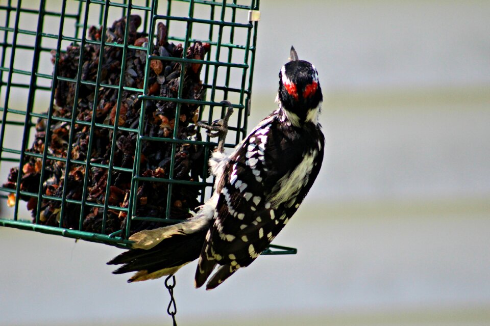 Feeder suet animals photo