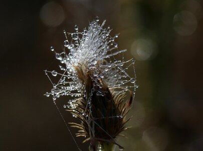 Wet drops dew