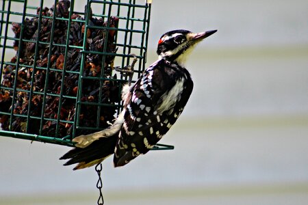 Feeder suet animals