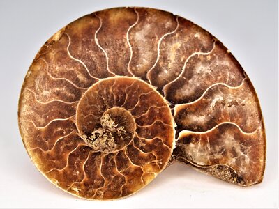 Fossil gem natural