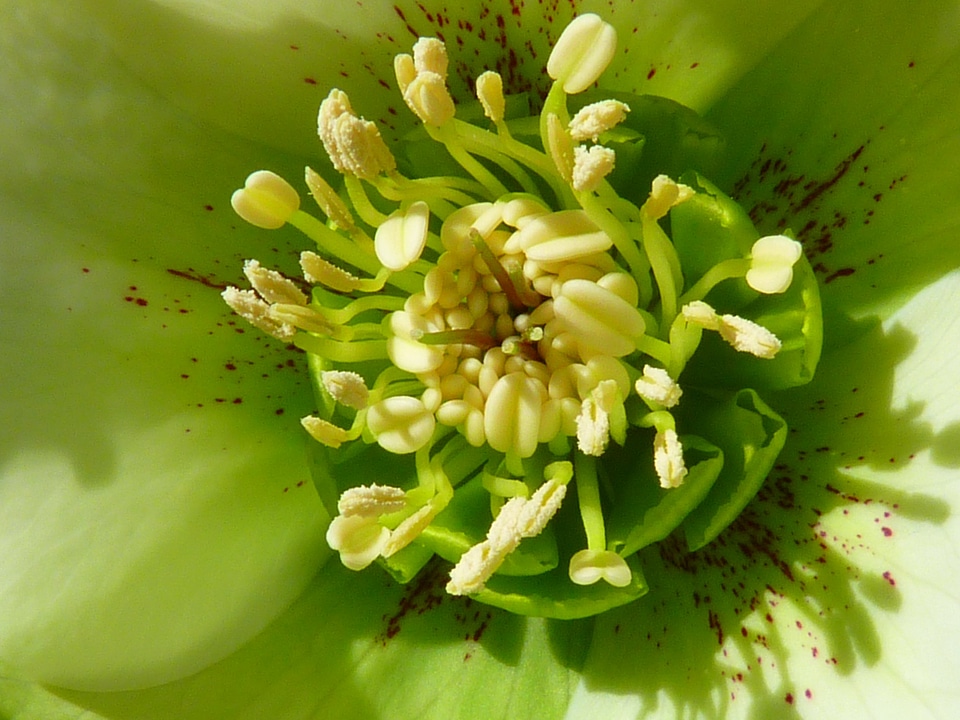 Prevalence rose blossom bloom