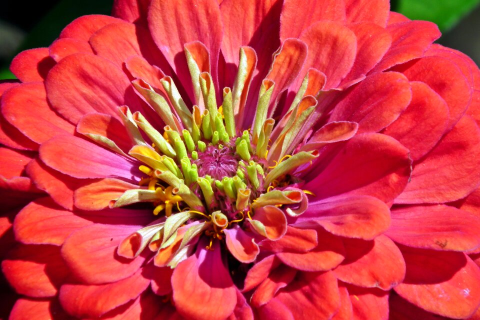 Nature garden closeup