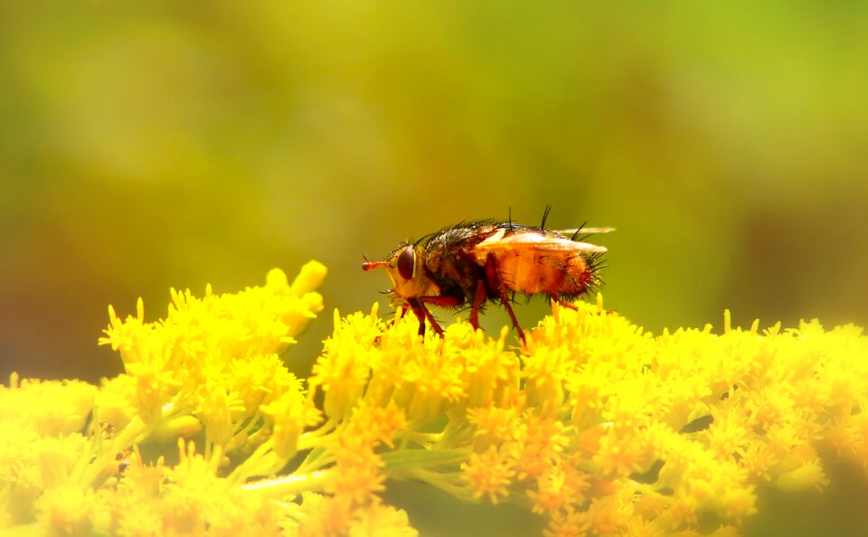 Flower apiformes antennae