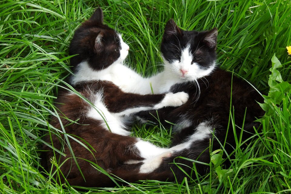 Nature mammals cats
