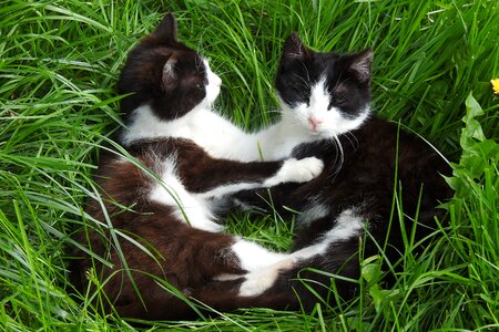 Nature mammals cats