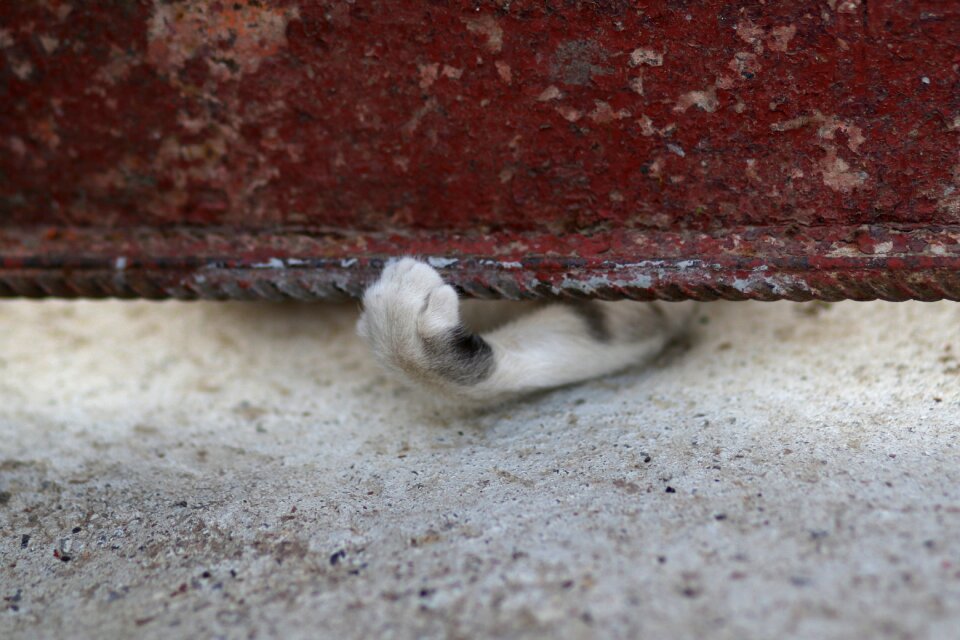 Animals funny hidden