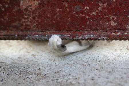 Animals funny hidden
