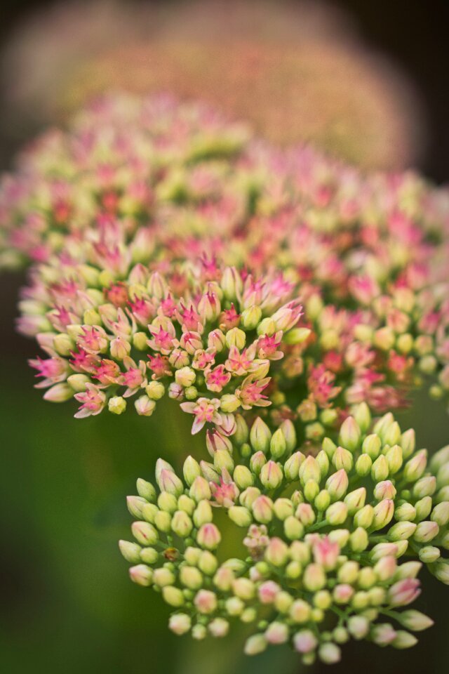 Autumn joy fat hen flower