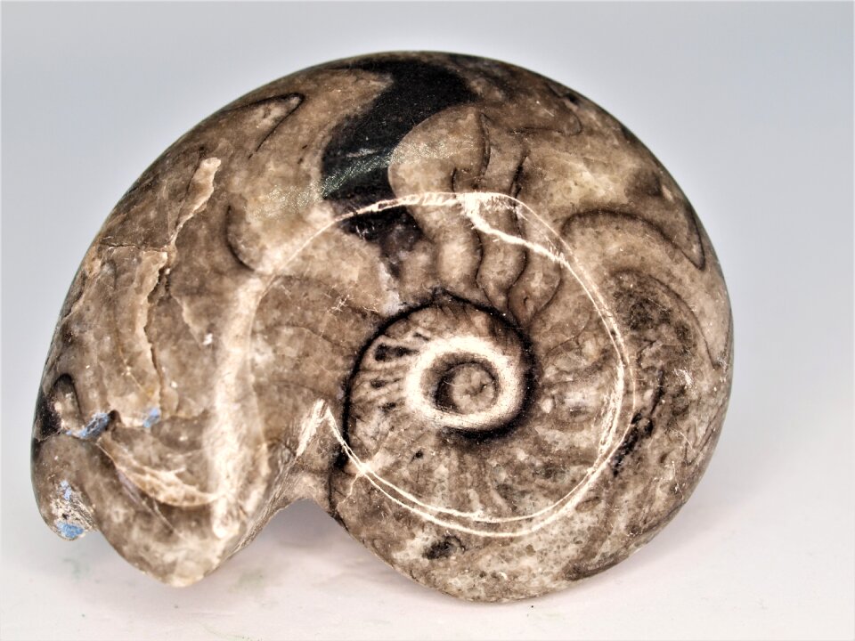 Ammonite gem fossil