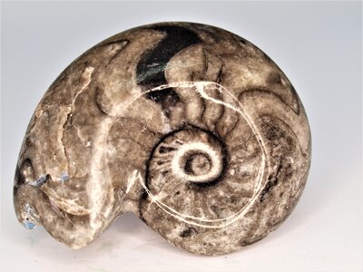 Ammonite gem fossil